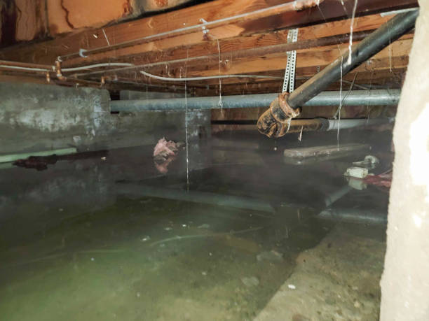Best Basement water damage restoration  in Davenport, WA